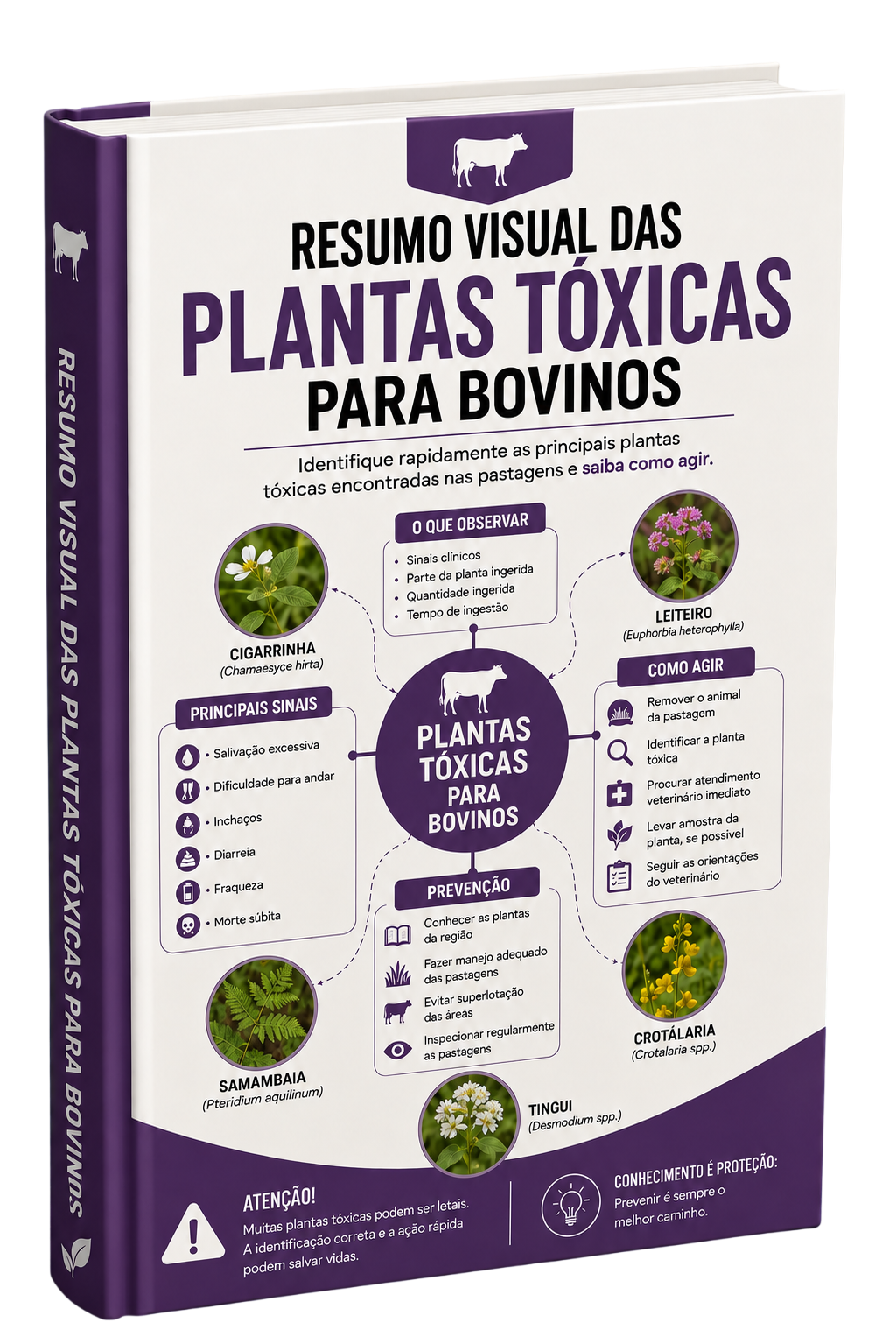 Resumo Visual das Plantas Tóxicas